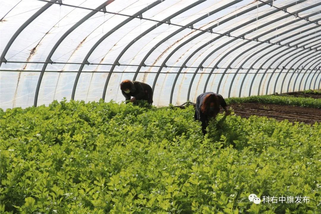 【众志成城•战疫情保六稳】科右中旗:不误农时不负春保障农业开好篇