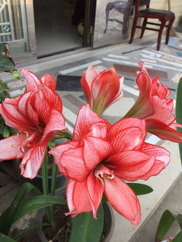 朱顶红长叶修剪的正确方法,朱顶红开花好了怎么修剪