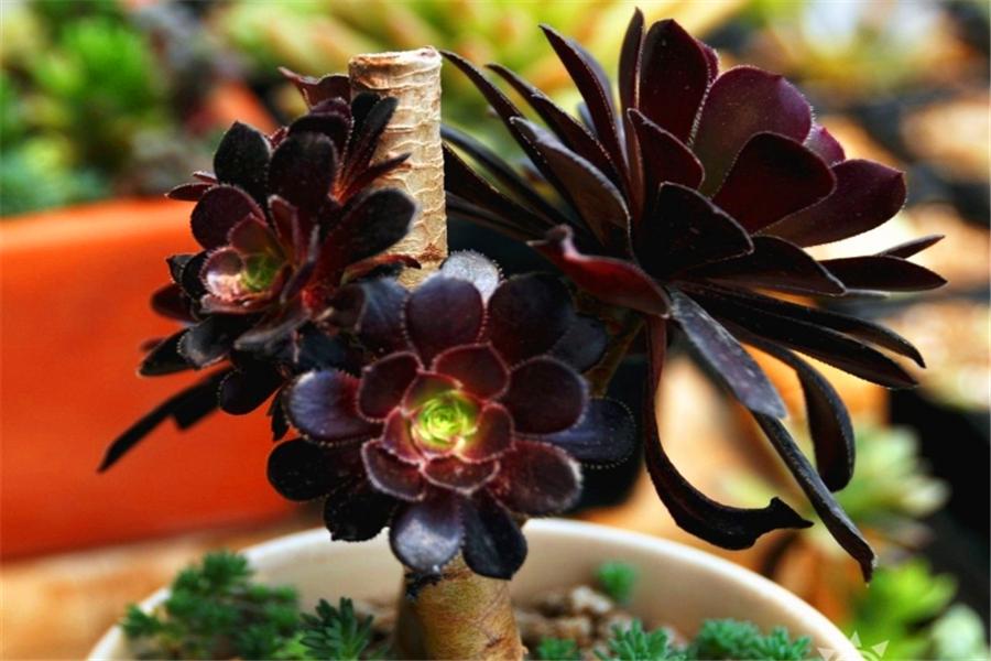 多肉黑法师如何修枝,养黑法师怎么上色