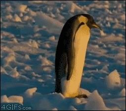 企鹅没有毛还能生活在北极,企鹅没有冰能生活吗