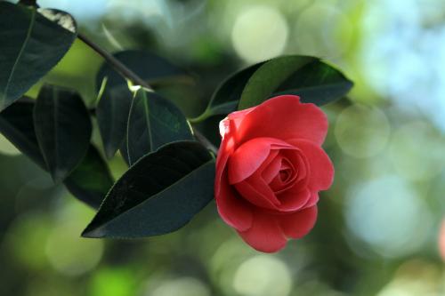 山茶花颜值,大气而娇艳的山茶花
