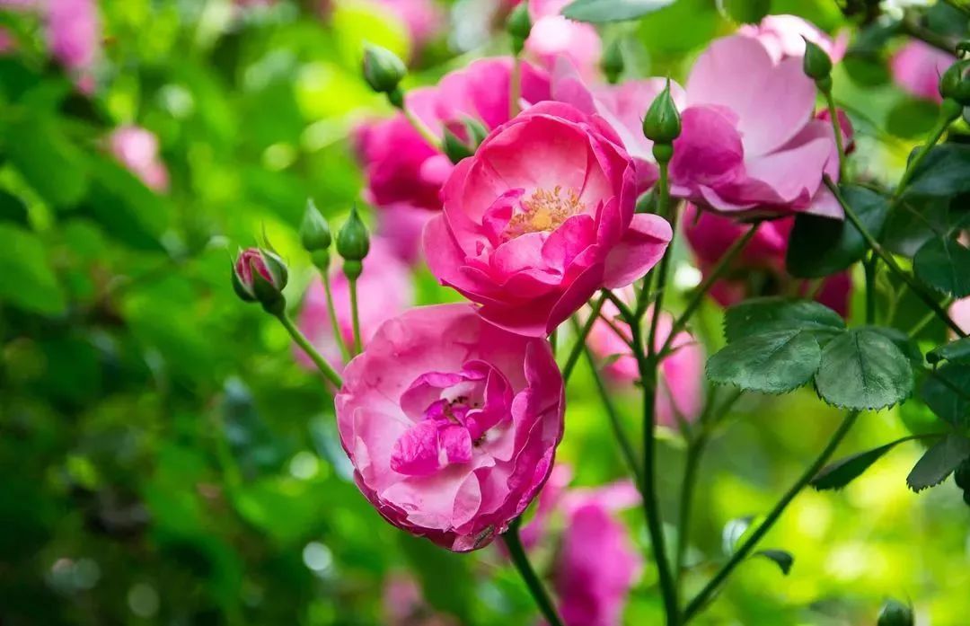 看到花的时候,不知是什么花?那就收下这份百花图谱