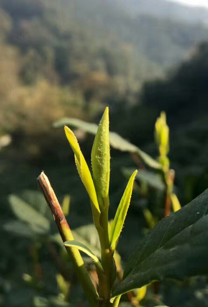 龙井哪里茶最正宗,龙井醉美山水茶