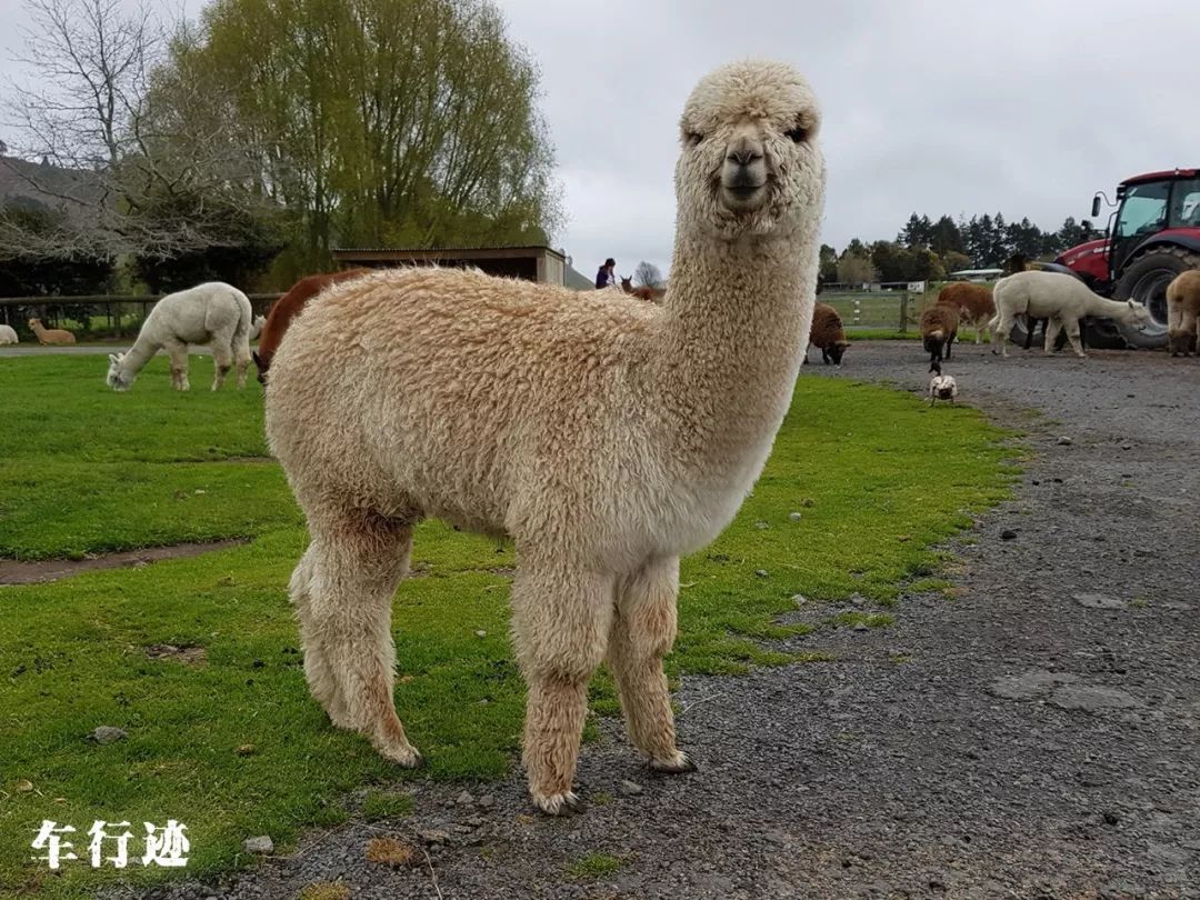 穿越新西兰北岛,新西兰北岛的真实生活最新