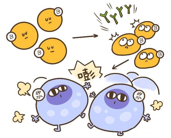 带你了解你的免疫系统（二）-B细胞和抗体介导的免疫应答