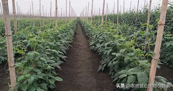 豆角烂根的病害图片,豆角死苗烂根用什么药好