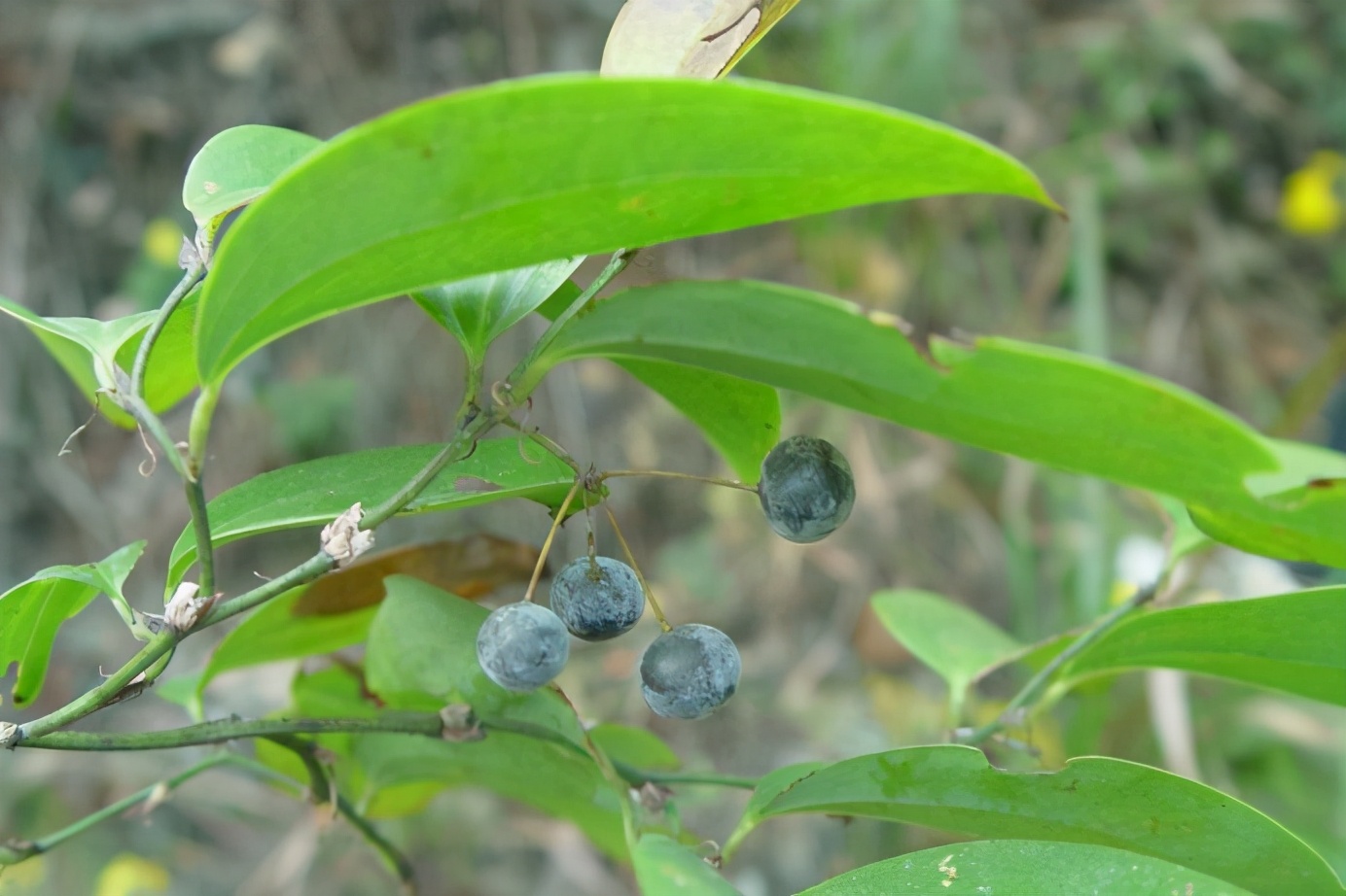 百种果子简介,百种果实图片