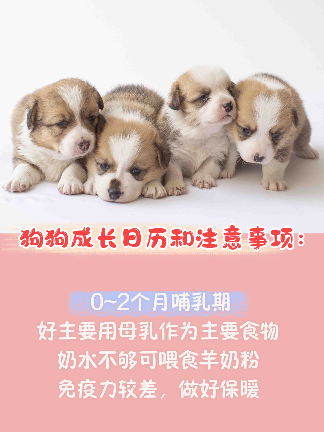 新手养狗狗狗的护食行为怎么纠正,第一次养狗狗哪种狗狗适合新手养