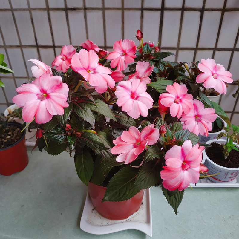 怎样养凤仙花的视频,养好凤仙花的秘诀