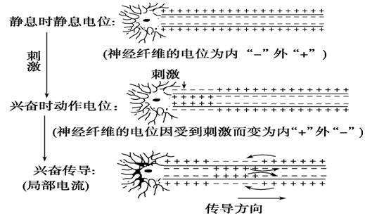 大脑中的电怎样释放,大脑消耗什么产生电