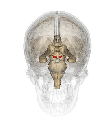 完整版神经系统医学美图看一眼就可以记住