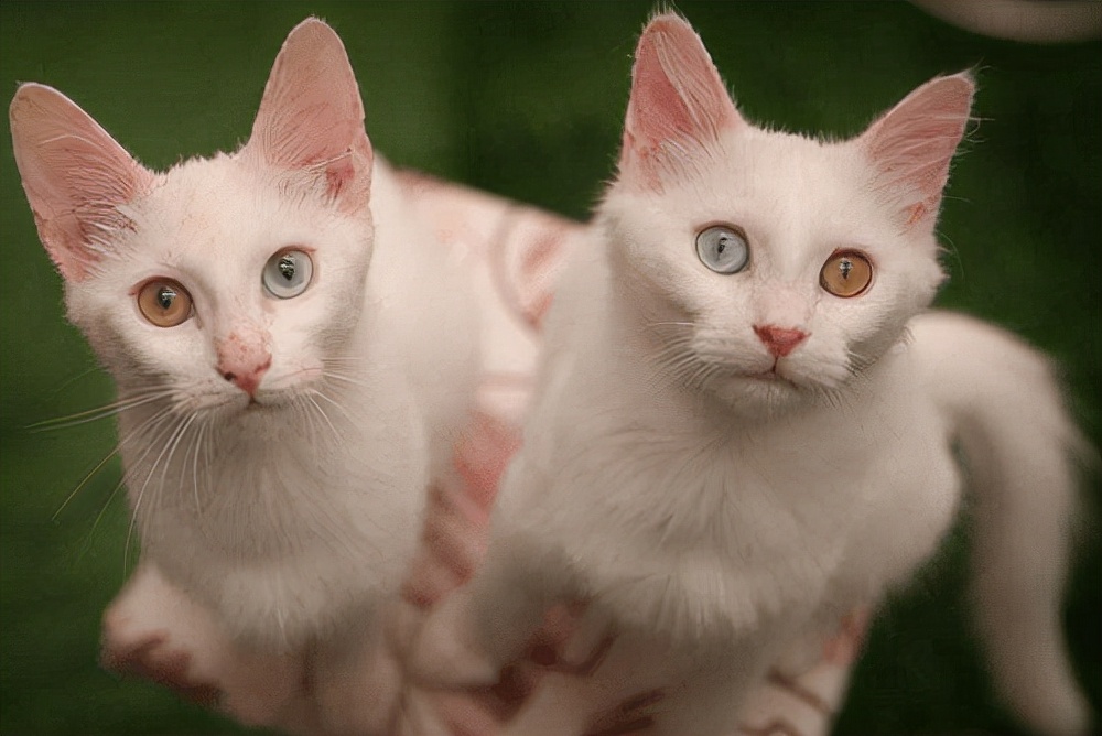 养猫经验猫吃什么发腮,养猫要几岁