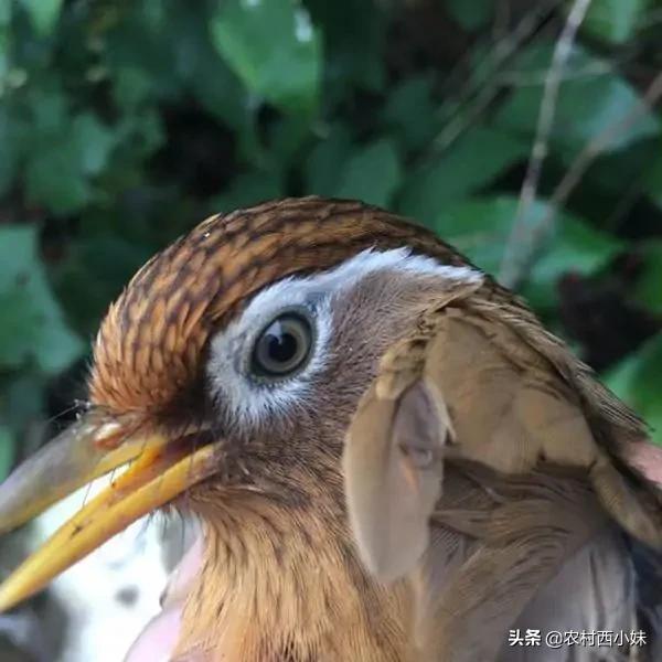 挑选画眉鸟的知识和技巧,画眉鸟新手入门基础知识