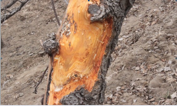 果树的癌症——苹果树腐烂病如何解决？果农朋友值得一看