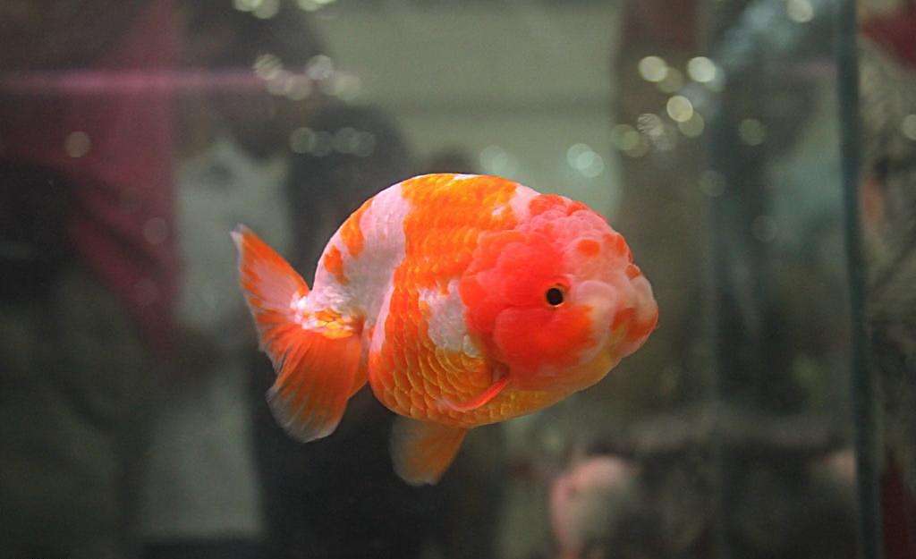 你还在给鱼缸加盐吗?我的弯路,你们就别再走了