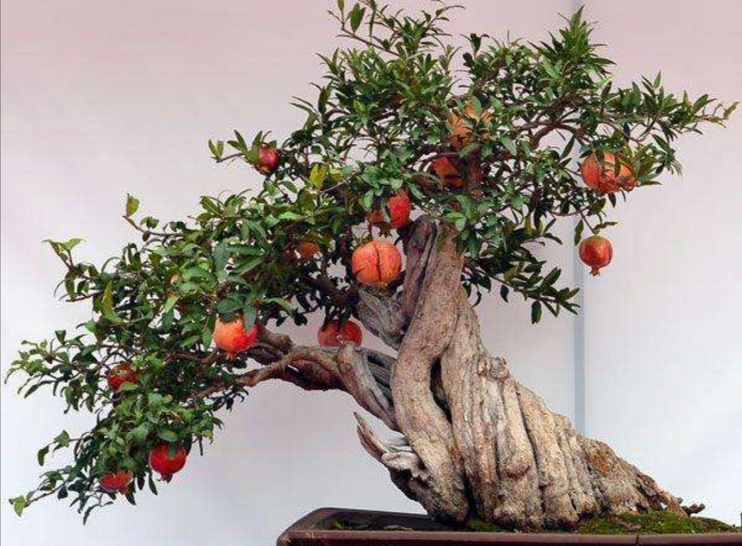 养盆栽石榴记住这几个技巧,石榴盆景养殖方法和注意事项