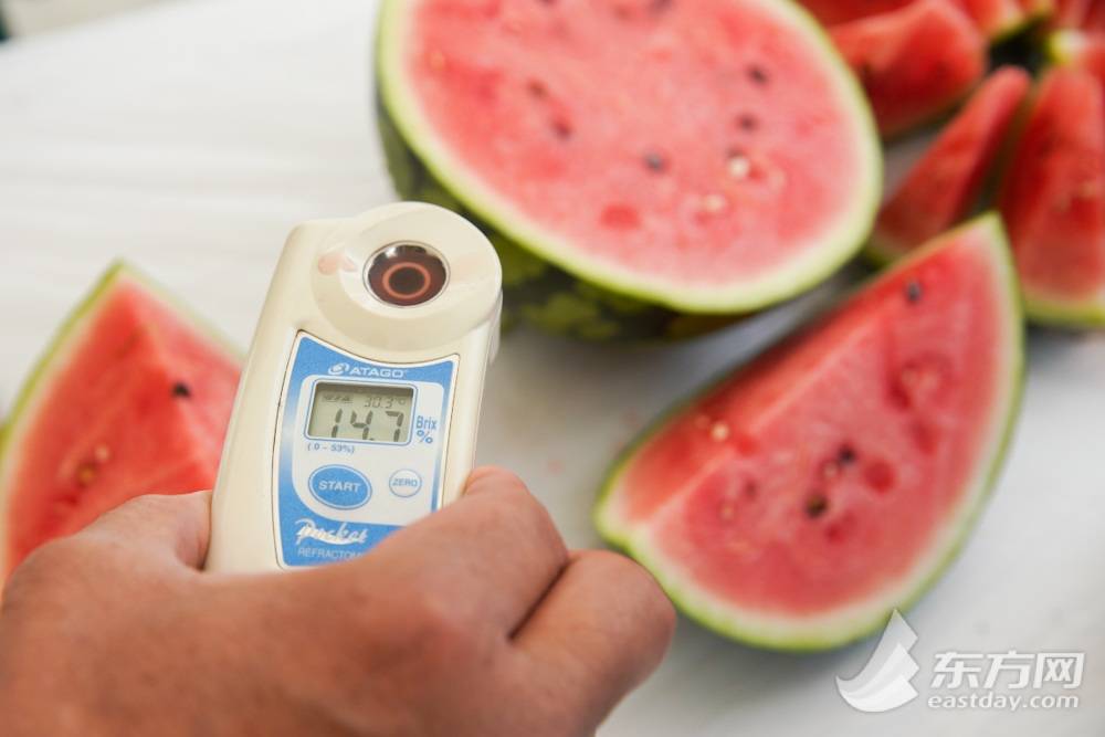 安徽8424西瓜产地批发多少钱一斤,今日西瓜价格最新行情8424