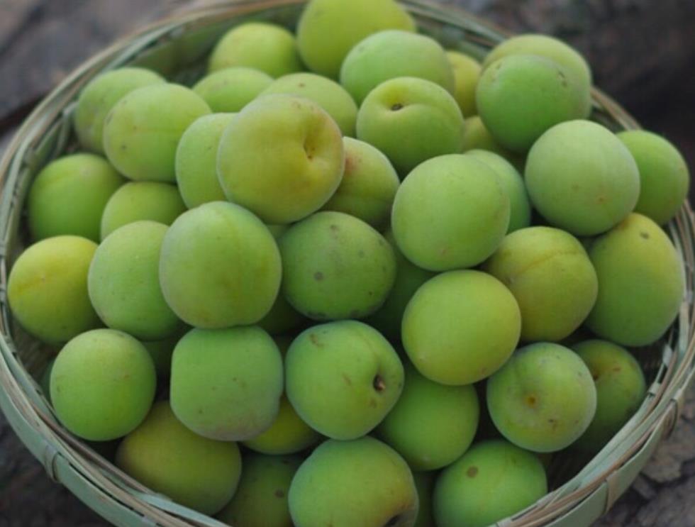 青梅酒的酿法视频教程,酿青梅汁的做法