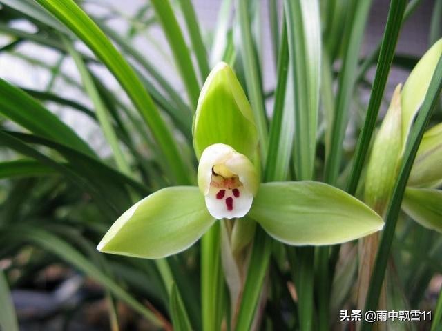 兰花养几年不开花是怎么回事,养护两年的兰花不开花是什么原因