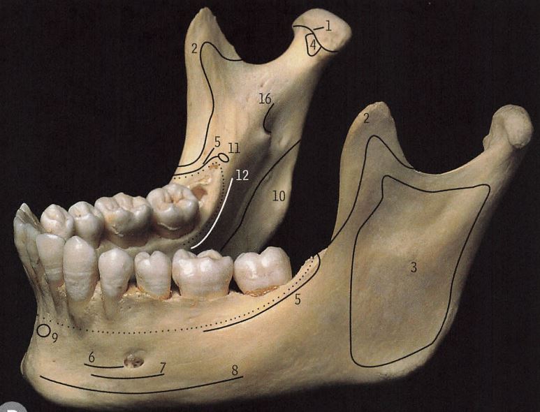 华晨宇的下巴,削下颌骨的华晨宇