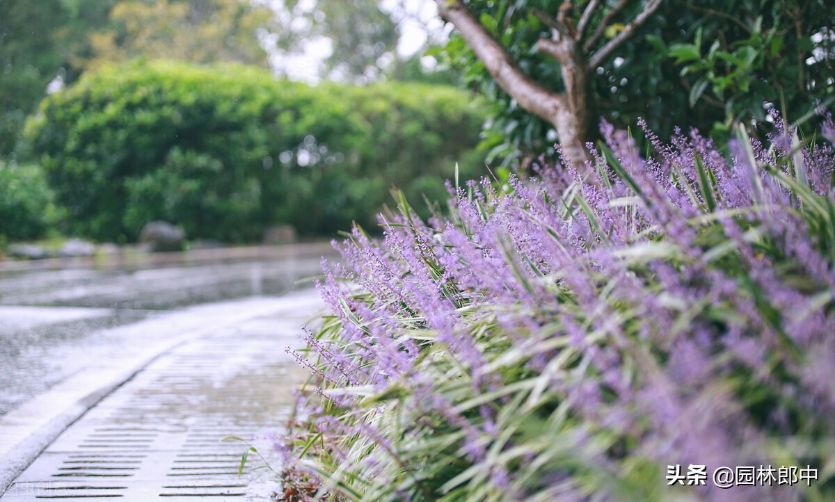 麦冬草坪除杂草,麦冬草怎样消灭
