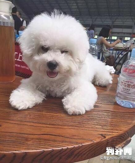 可爱到爆炸的比熊,比熊幼崽萌化了图片