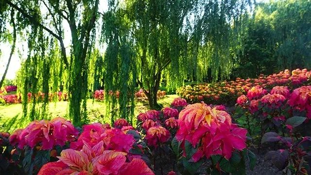 大连重阳节旅游攻略,大连九月秋游攻略