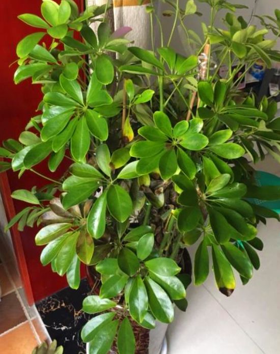 鸭掌木吸甲醛吗,鸭掌木能净化空气吗