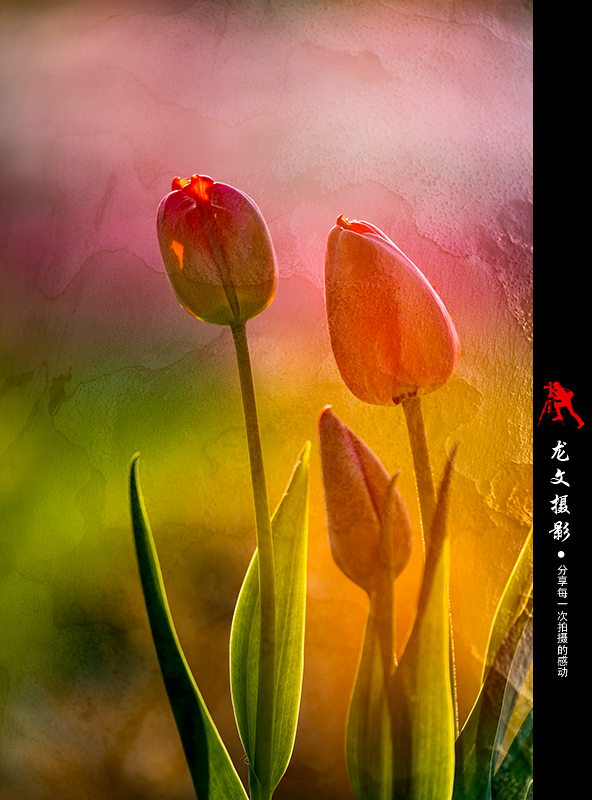 灏煎悍澶氶噸鏇濆厜鏁欑▼,浣宠兘澶氶噸鏇濆厜鏁欑▼