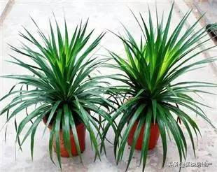 养好花六大关键十年养花经验总结,各种花卉养花技巧知识大全合集