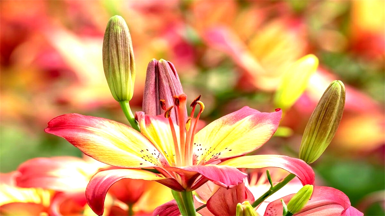 无锡梅园梅花已盛开,无锡梅园百合花节