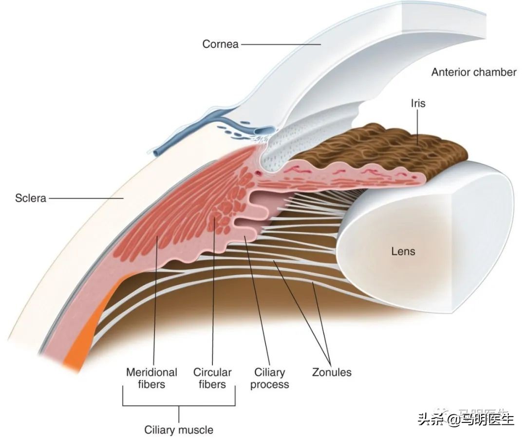 眼光学训练法,眼光学是什么