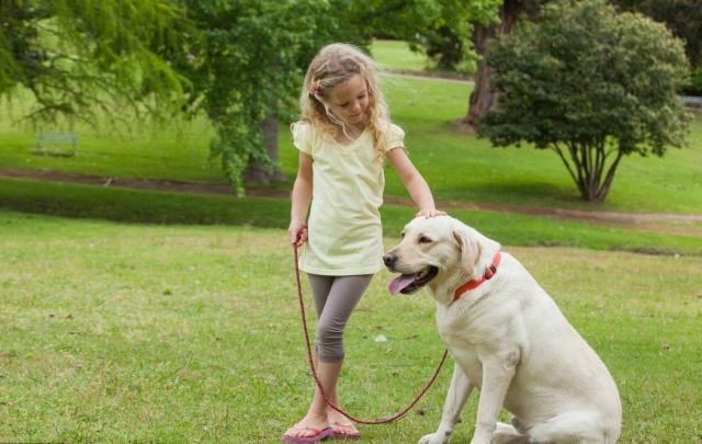 养狗不睡觉的后果,养狗遛狗不牵绳怎么办