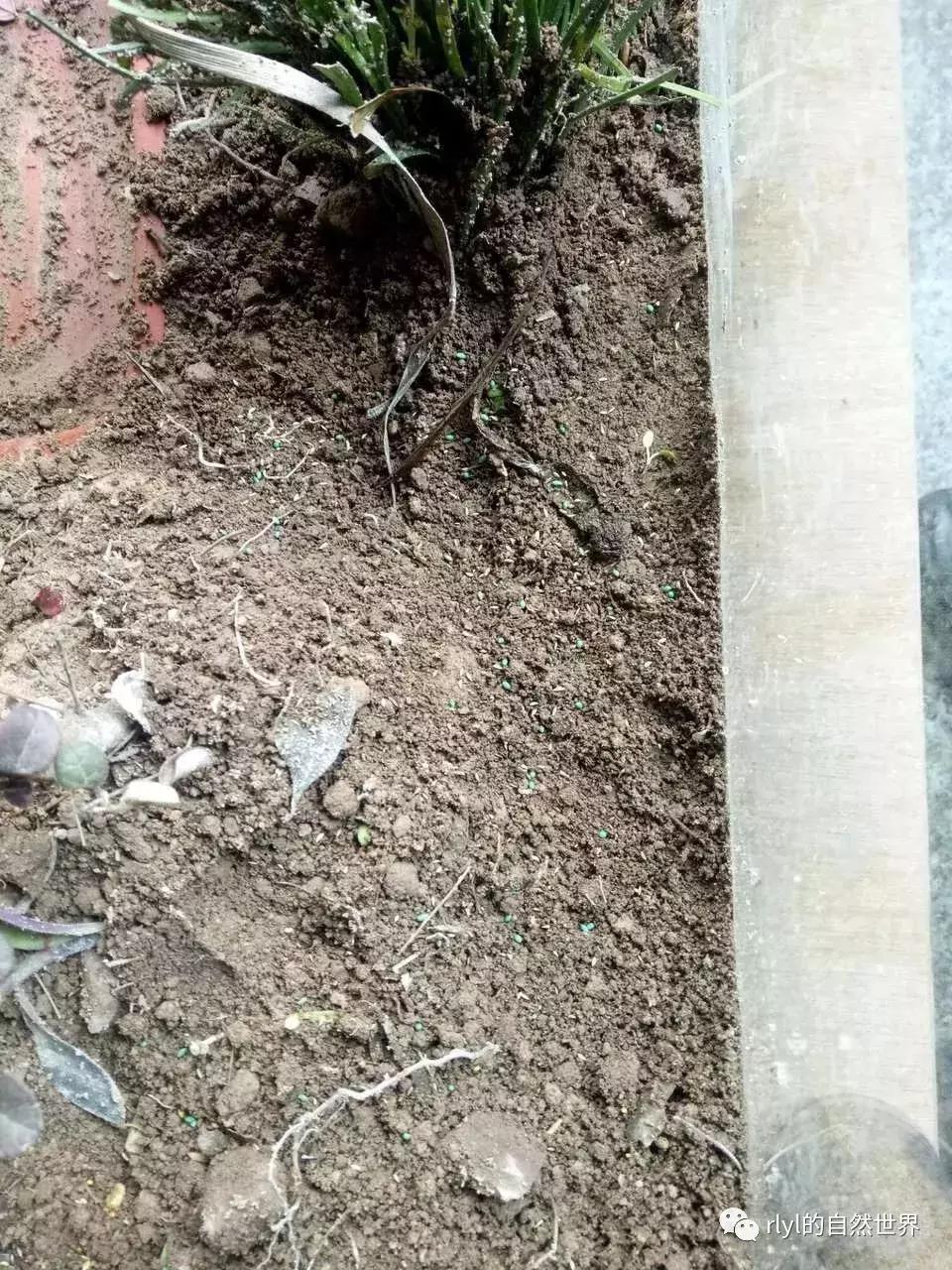 黄缘龟多大可以进环境造景,黄缘龟造景用陶粒还是火山石