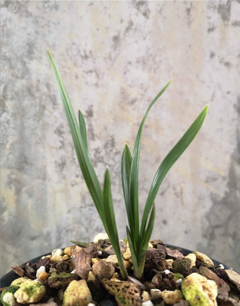 国兰蕙兰,姜氏荷介绍