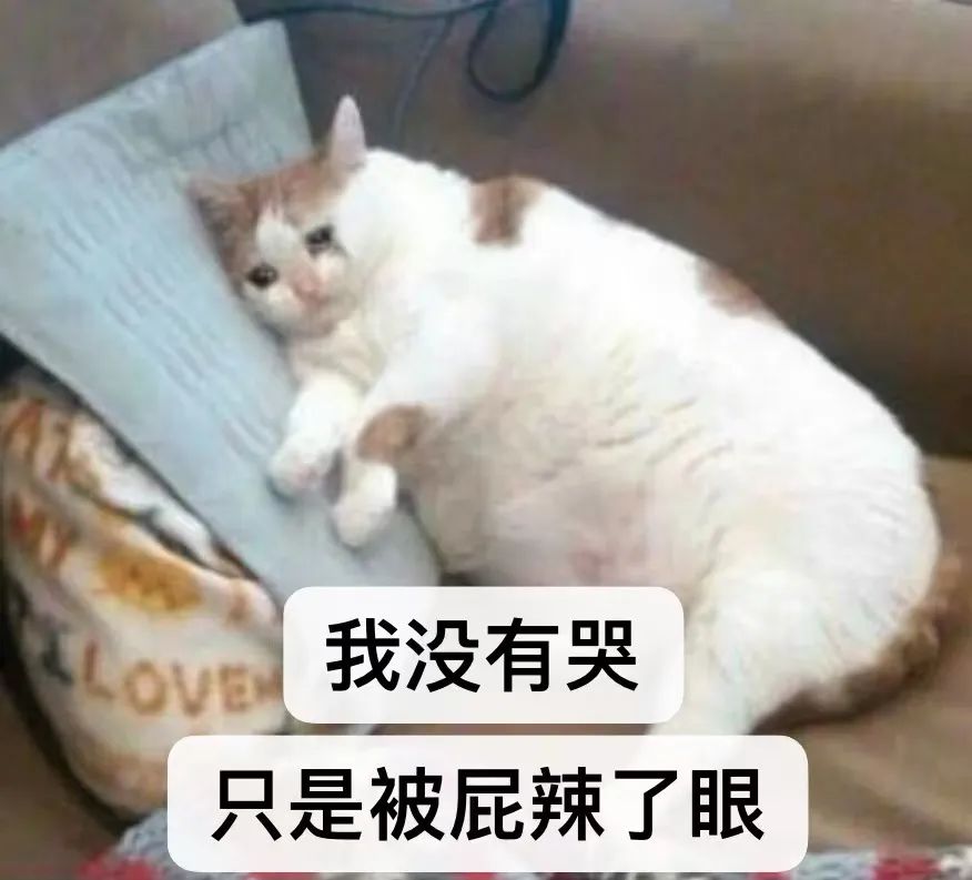 猫咪在床单上拉臭臭,猫咪上了厕所弄得家里很臭