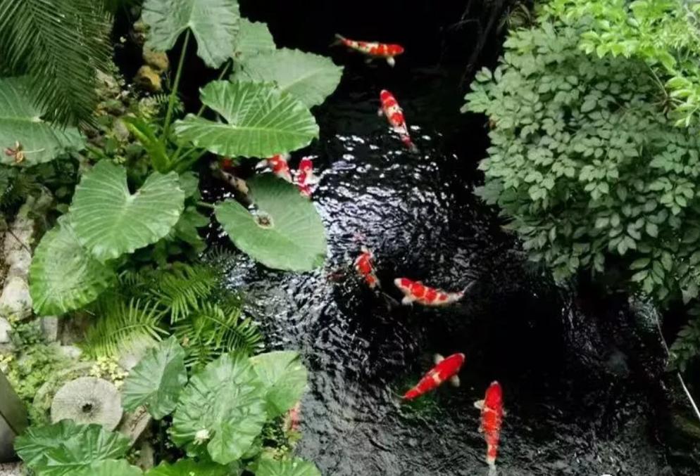 平！安！夜！关于硝化细菌最详细的贴子，需要你来点赞！