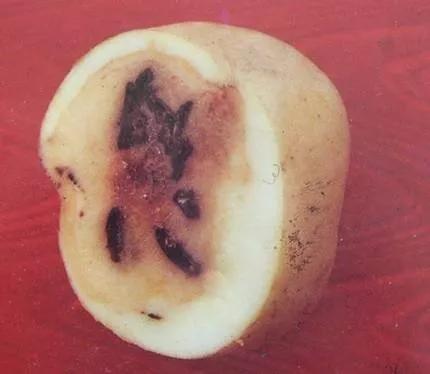 马铃薯常见病虫害及防治方法,马铃薯病虫害诊断与防治论文