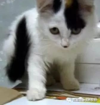 谁说土猫无名猫?快来围观古代猫谱,你家有没有镇宅神兽!