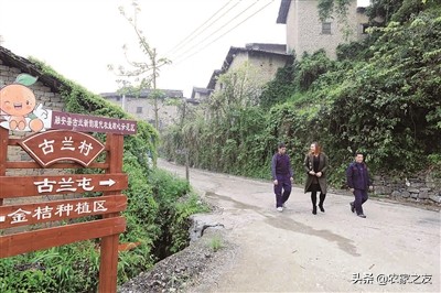 融安县大良镇古兰村覃彩榴带领群众建设脱贫致富路的故事