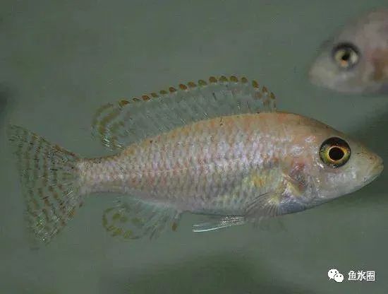 三湖慈鲷马鲷孔雀鱼多久发色,三湖慈鲷鱼之马鲷鱼