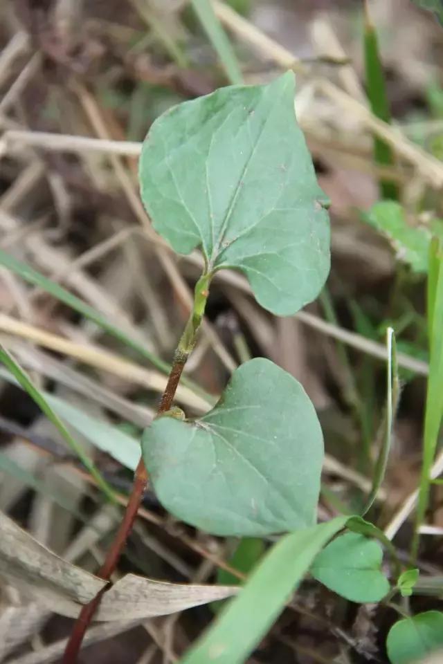 贵阳不光是辣味的,还有一种味道叫折耳根!