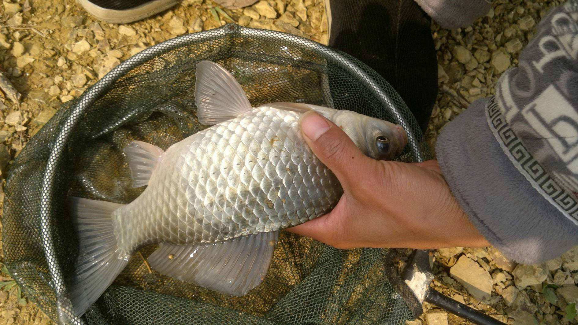 冬季钓鱼最好的诱食剂,突然降温钓鱼怎么加添加剂