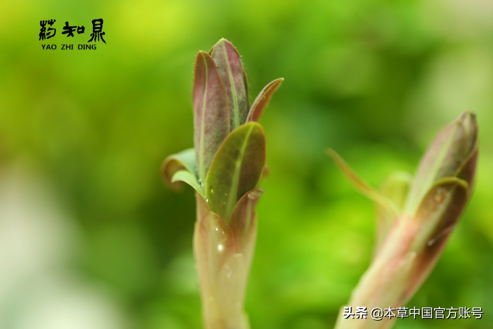 【本草百科·药知鼎——狼毒】花美却是恶毒之药，杀飞鸟走兽