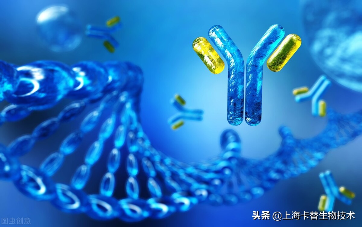 抗体的产生是如何调节的，一次只有一个细胞