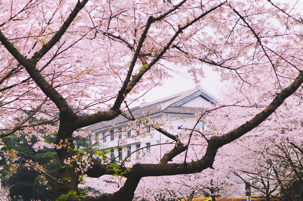 戴口罩的春节,戴口罩的冬天过去了