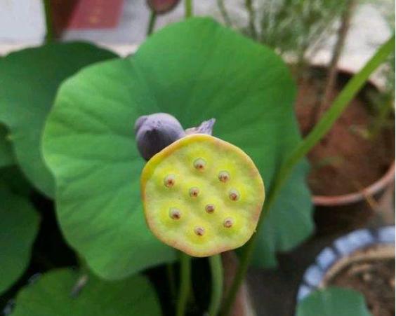 碗莲结了莲蓬怎么办？留下还是摘掉？详解碗莲结实后的养护