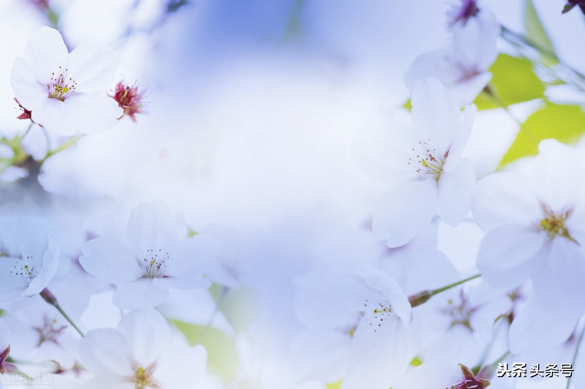 油桐花开时,四月又到油桐花开时