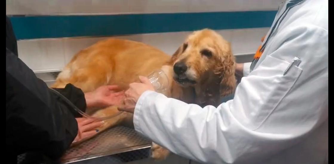 金毛癫痫自愈,金毛被好心人救