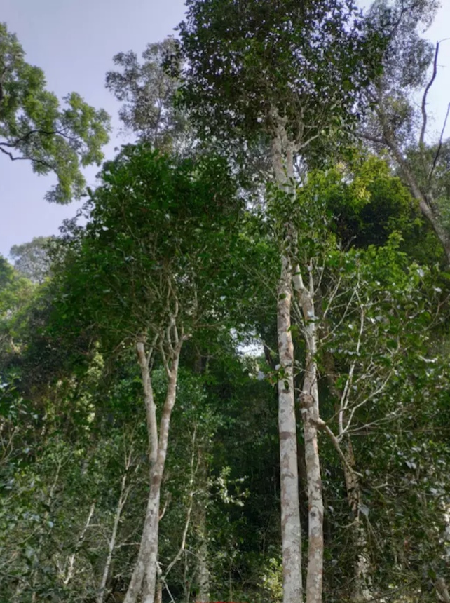 100元的普洱茶和1000元的区别,普洱茶饼100和1000的有什么区别